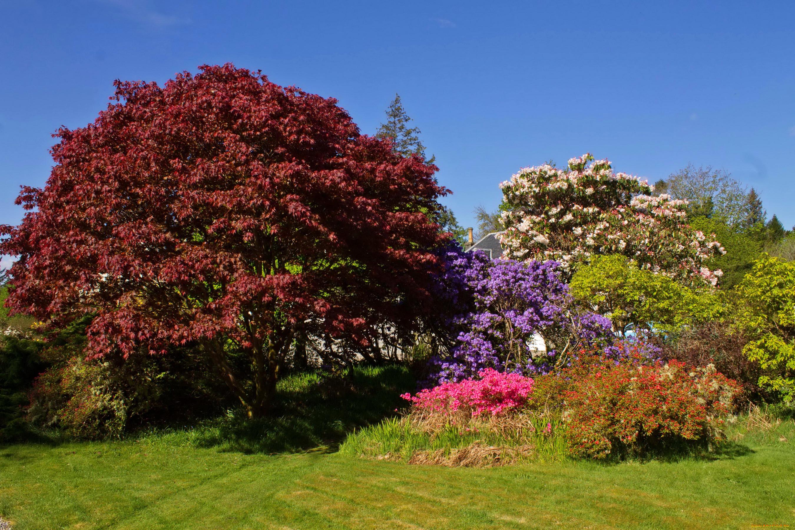 attadale gardens strathcarron scotland, , , , , 